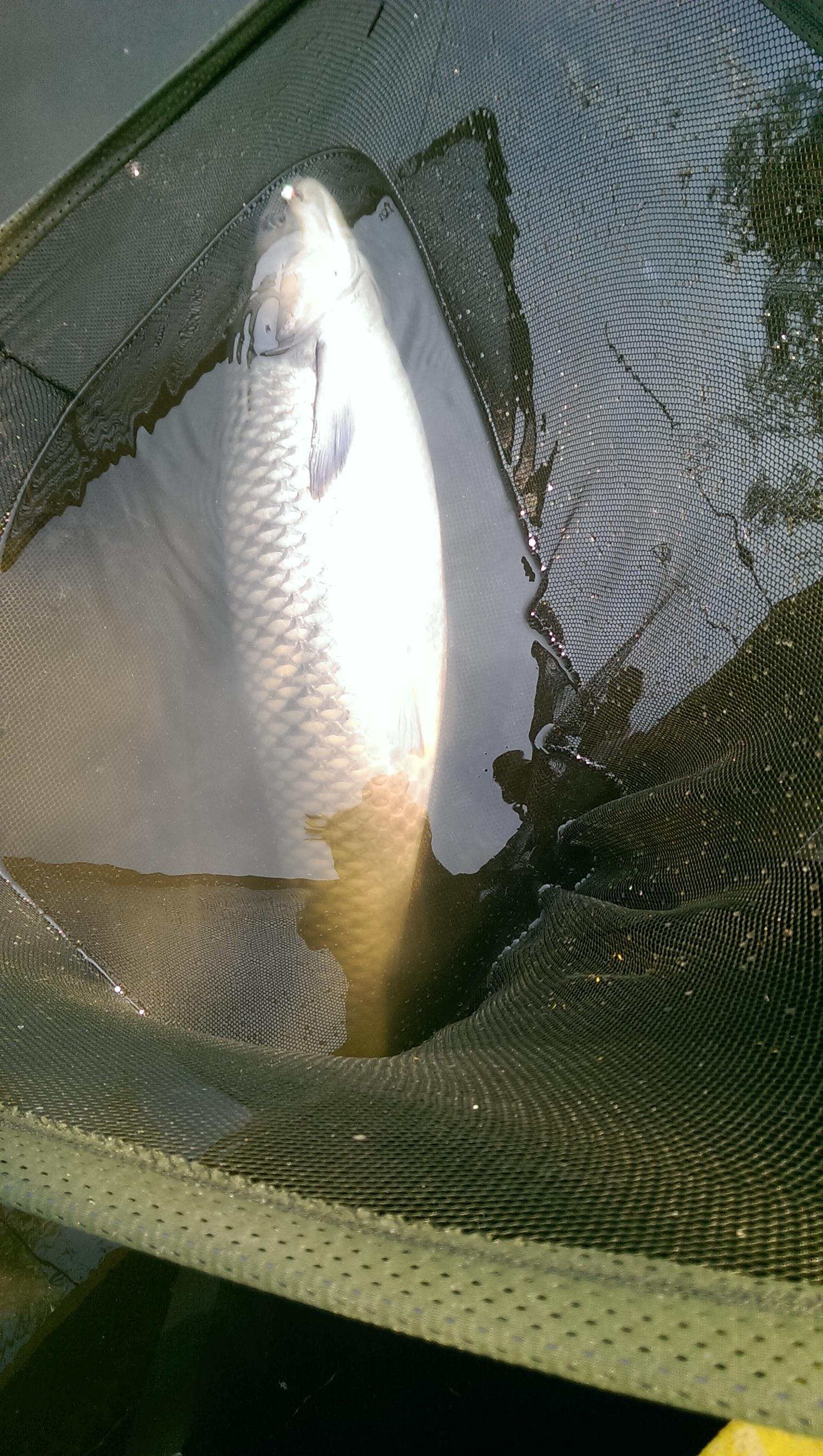 balta lazar - imag0402.jpg